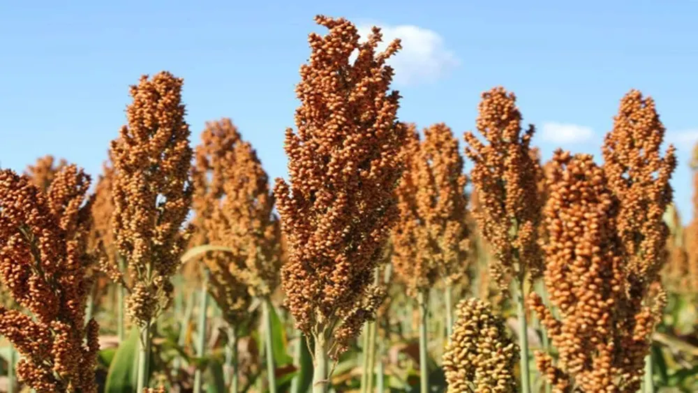 Panículas de sorgo avermelhadas